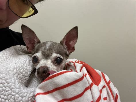 MEDVET SILICON VALLEY - San Jose CA - Hours, Directions, Reviews - Loc8NearMe