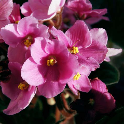9 Types of Pink African Violets - African Violet Resource Center