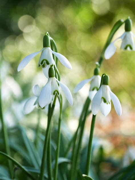 25 Best Flowers and Plants That Bloom in Winter