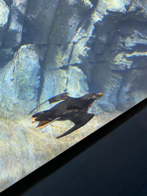 Image result for Inpipe Defect Detection Dataset Roboflow