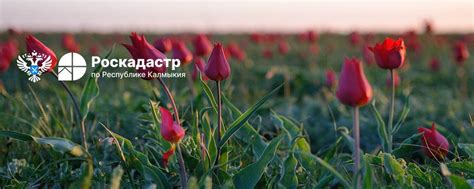 Филиал ППК "Роскадастр" по Республике Калмыкия | Добро пожаловать в ...
