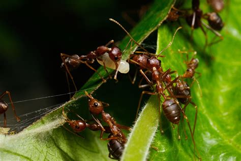 Ants Working Together