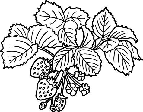 Strawberry Flower Coloring Page