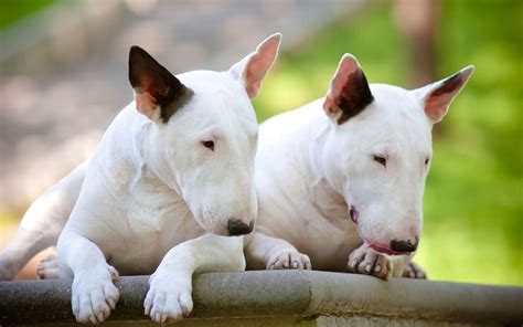 English Bull Terrier Wallpapers - Wallpaper Cave