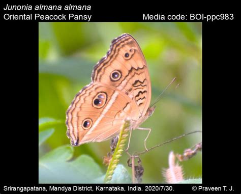 Junonia almana almana | Butterfly