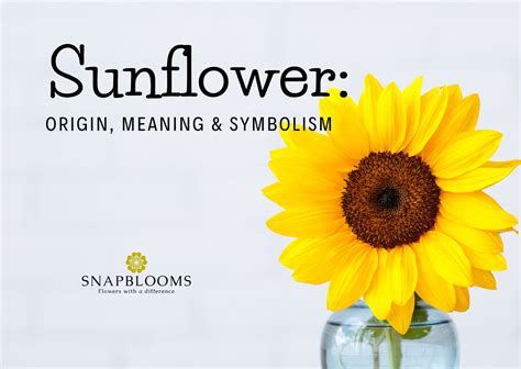 Sunflower: Origin, Meaning & Symbolism - SnapBlooms Blogs