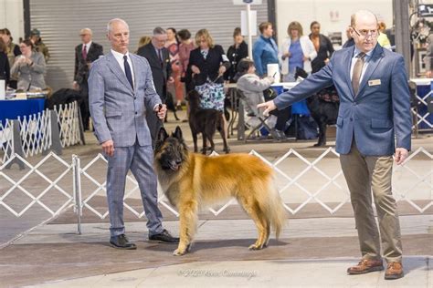 INDOOR HANDLING CLASS-Show Dog Conformation , 6500 New Venture Gear ...