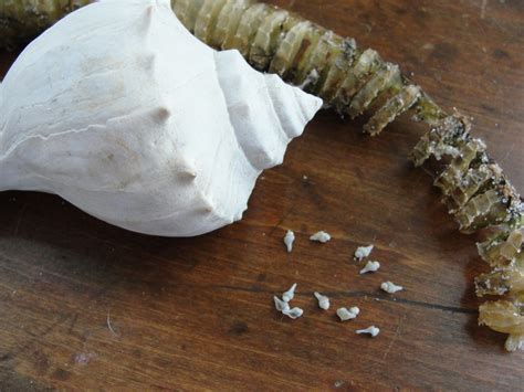 How To Draw A Lightning Whelk