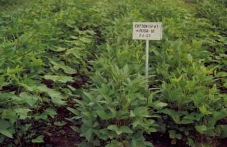 Agriculture :: Fibre Crops Cotton