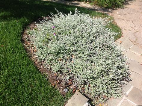 Helichrysum Petiolare Petite Licorice Plant