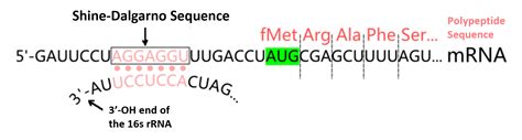 Sequence Alignment Algorithm 的图像结果