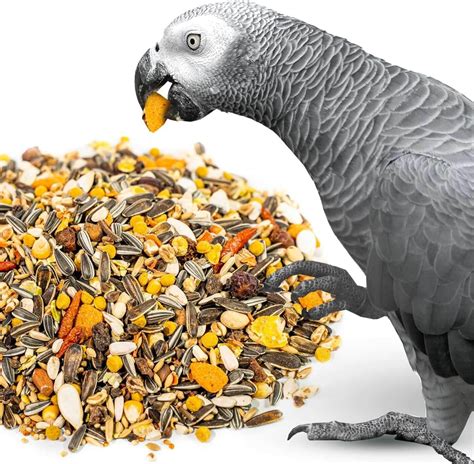 Healthy Food For Parrots at Noah Stretch blog