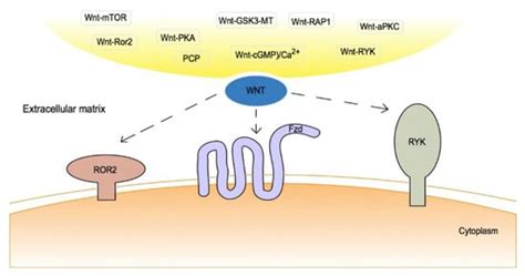 The Role of Carcinogenesis-Related Biomarkers in the Wnt Pathway and ...