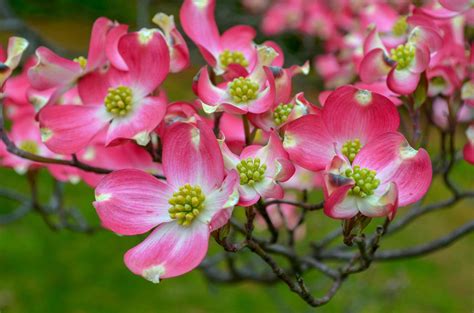 6 Varieties of Dogwoods for Your Landscape