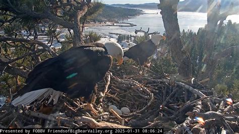 Jackie And Shadow’s Famous Bald Eagle Babies, Gizmo And Sunny Getting ...