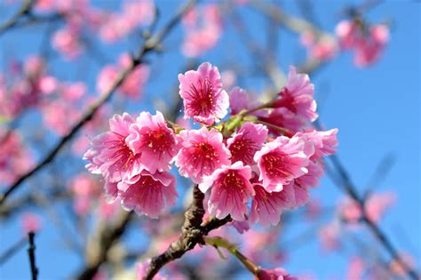 Cherry Blossom Japan 的图像结果