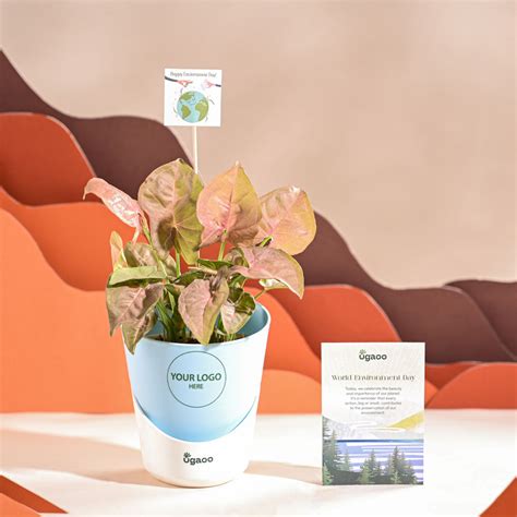 Syngonium Pink Plant For Environment Day Gifting – Ugaoo