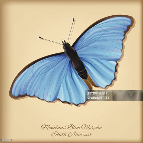Menelaus Blue Morpho Butterfly Vector Illustration High-Res Vector ...
