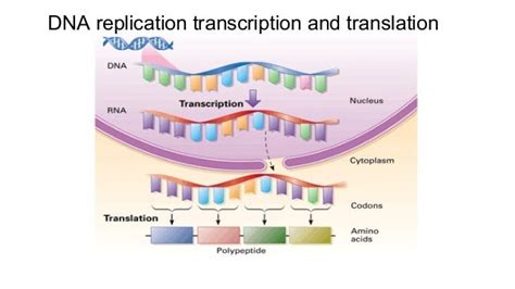 DNA Translation Basic 的图像结果