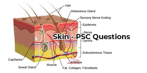 ത്വക്ക്‌ - PSC Questions