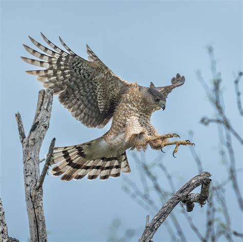 Photo Contest Photographer – Wildlife in Focus (WiF)