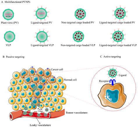 Multifunctional Plant Virus Nanoparticles | Encyclopedia MDPI