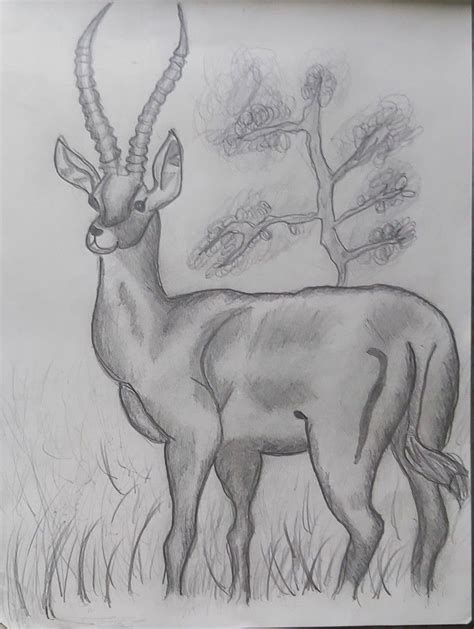 Image result for Buck Drawing Tutorial