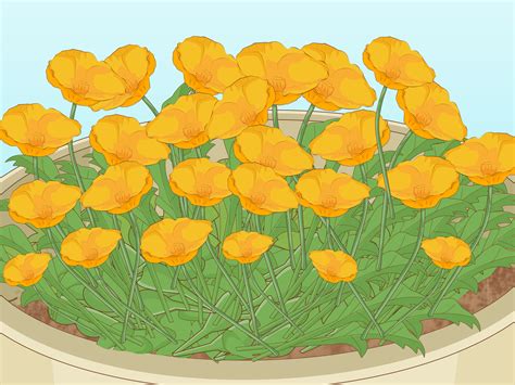 How to Plant Poppy Seeds: 11 Steps (with Pictures) - wikiHow