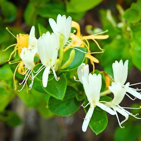 Honeysuckle Vine "Lonicera Japonica" - Plant – Lalit Enterprise