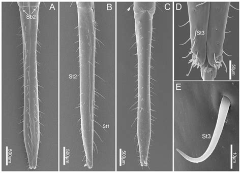 Fine Morphology of the Mouthparts in Cheilocapsus nigrescens (Hemiptera ...