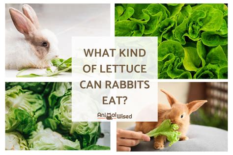 What Lettuces Can Rabbits Eat? A Guide To Rabbit-Friendly Greens ...