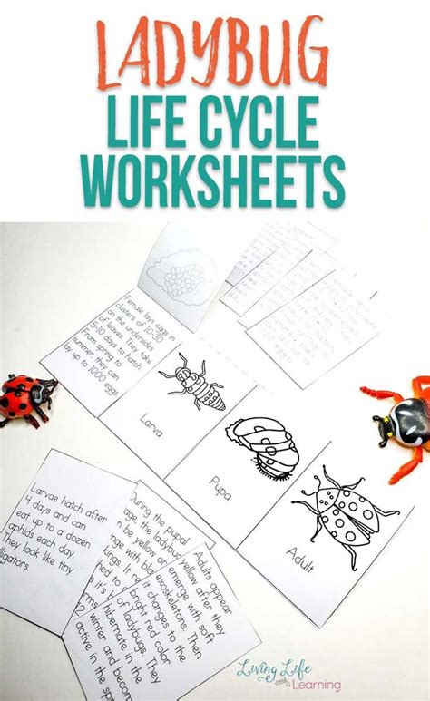Ladybug Life Cycle Worksheet – Printable PDF Template
