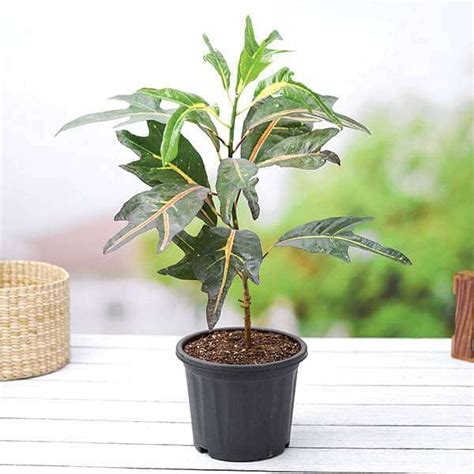 Mphmi NCR Perennial Live Plants Croton Plant, Codiaeum variegatum (Duck ...