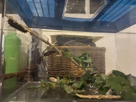 Recently found two Spanish Festoon caterpillars and decided to take care of them. I think they ...