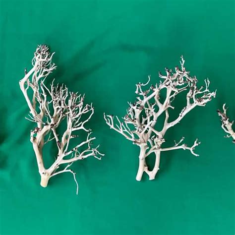 How to Test Wood for Aquariums 的图像结果