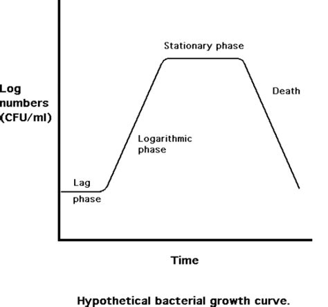 Image result for Exponential Phase Graph