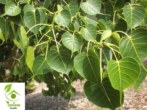 Buy Indiana Ficus religiosa Peepal Holy fig tree Peepul Ravichettu ...