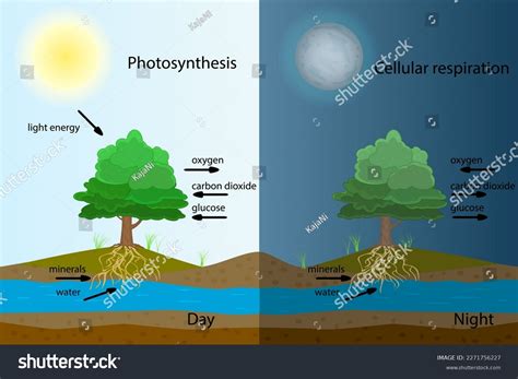 Photosynthesis Diagram Process Plant Produce Oxygen Stock Vector (Royalty Free) 2271756227 ...