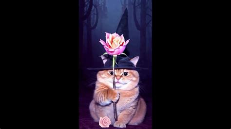Wizard Cat with a Rose - Video Download MP4