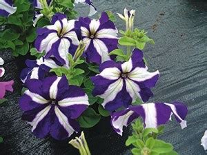 KANAYA Double Petunia Flower Seed Price in India - Buy KANAYA Double ...