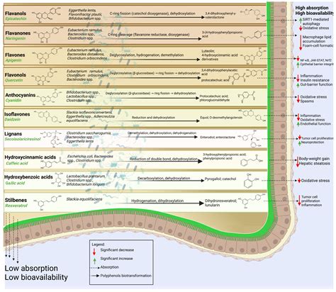 Unlocking Polyphenol Efficacy: The Role of Gut Microbiota in Modulating ...