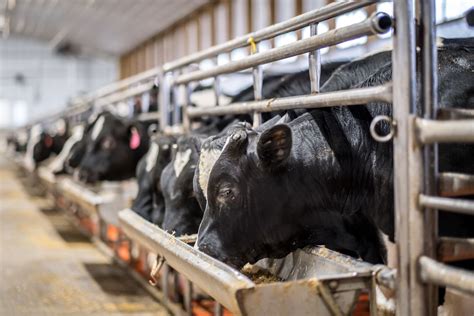 Where Does Veal Come From
