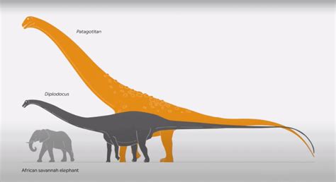 Watch The Largest Dinosaur To Ever Exist - Animals Around The Globe