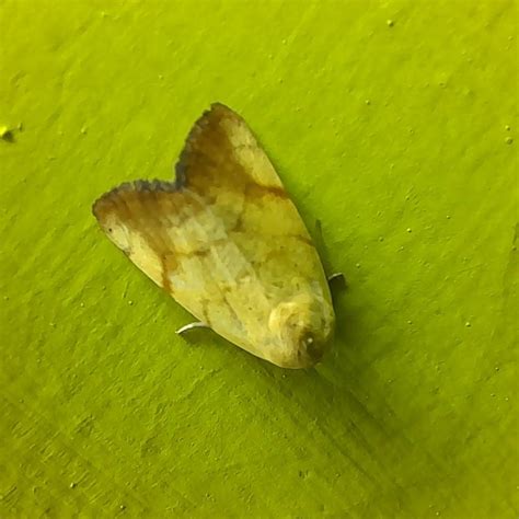 Xanthodes transversa | Moths