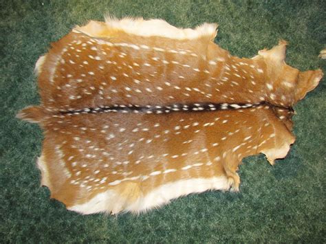 What Are Hides Of Animals at George Evangelina blog