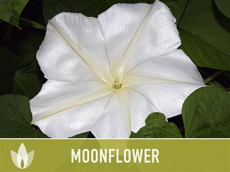 Moonflower Heirloom Flower Seeds - Moon Vine, Night Blooming, Morning ...