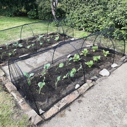 Buy kale or Brassica oleracea (Acephala Group) 'Nero di Toscana' kale ...