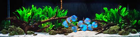 Image result for Discus Fish Shops
