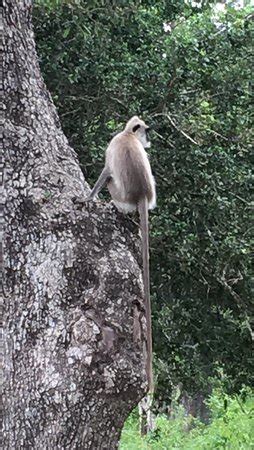 Bandi Sri Lanka - Day Tours (Bentota) - All You Need to Know BEFORE You Go