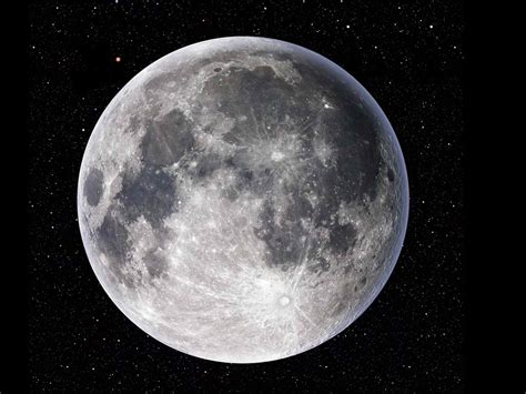 18 Facts About Moon Jelly - Facts.net